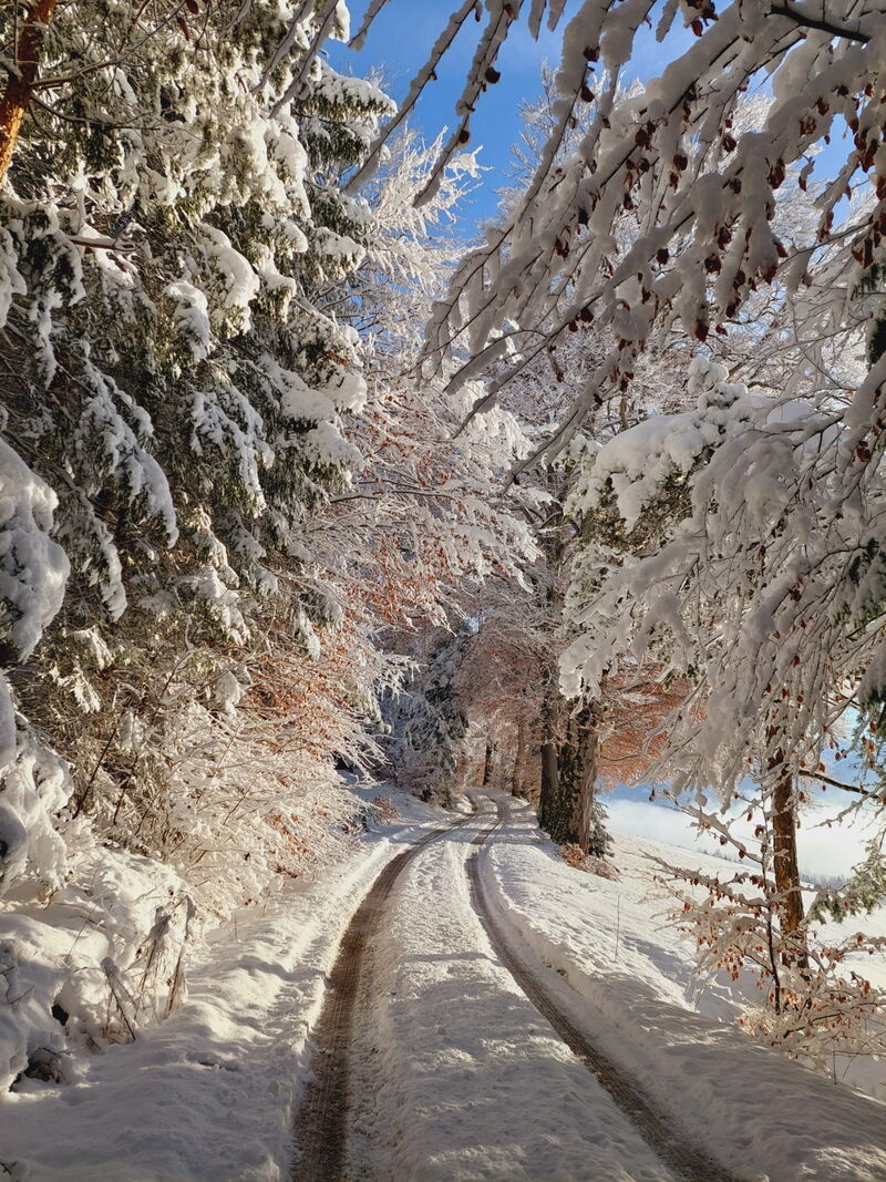 Verschneiter Weg hinauf zu den Hütten am Umlberg bei Terfens