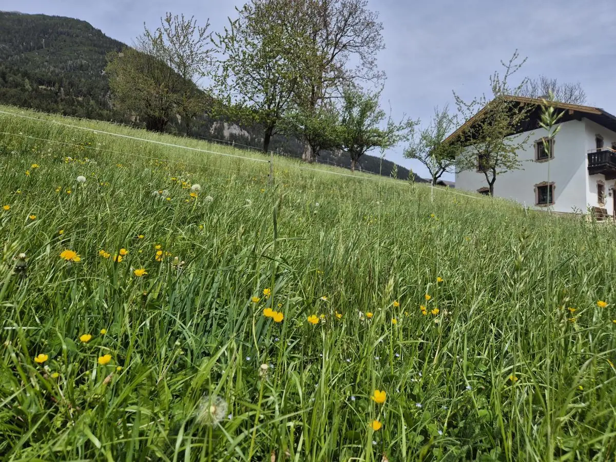 Löwenzahnwiese vor dem Ferienhaus Alpenrehblick am Vomperberg