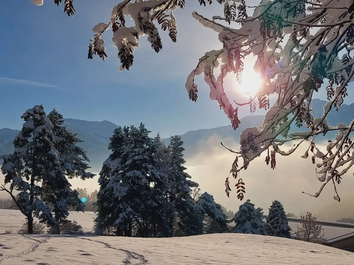 Wintersonne durch verschneite Zweige über dem Nebelmeer im Inntal