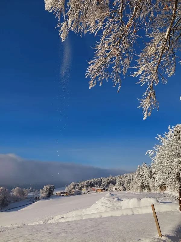 Schneelast in den Ästen am Umlberg, Winter am Naturpark Karwendel